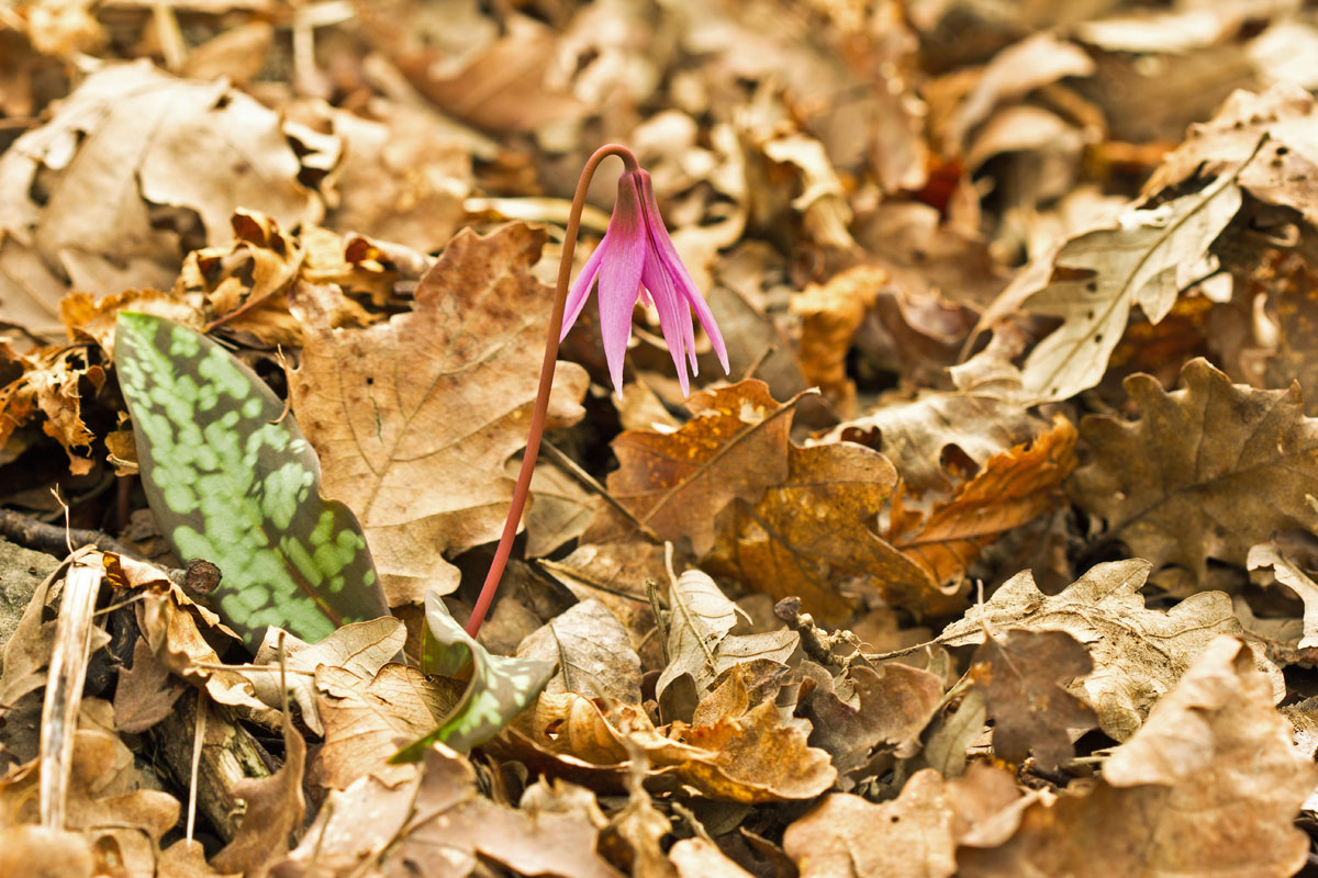 Erythronium dens-canis